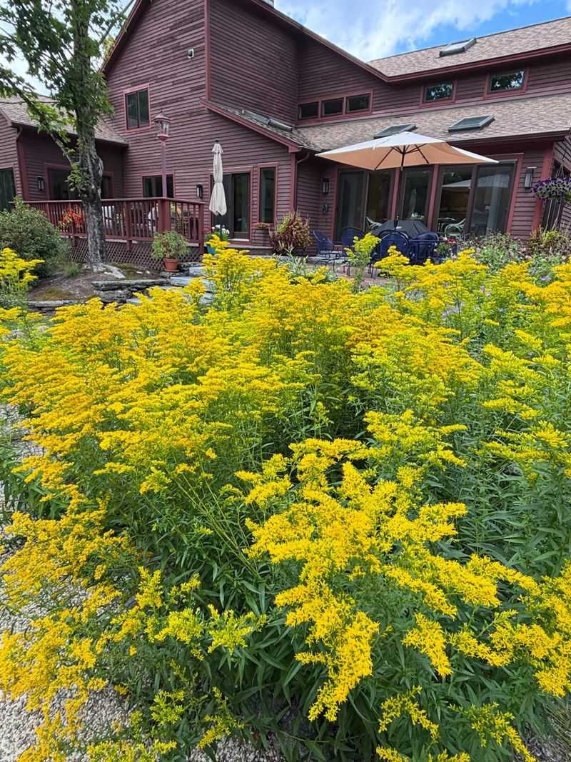 Rough-Stemmed Goldenrod Lights Up October Gardens Rough-Stemmed Goldenrod Lights Up October Gardens