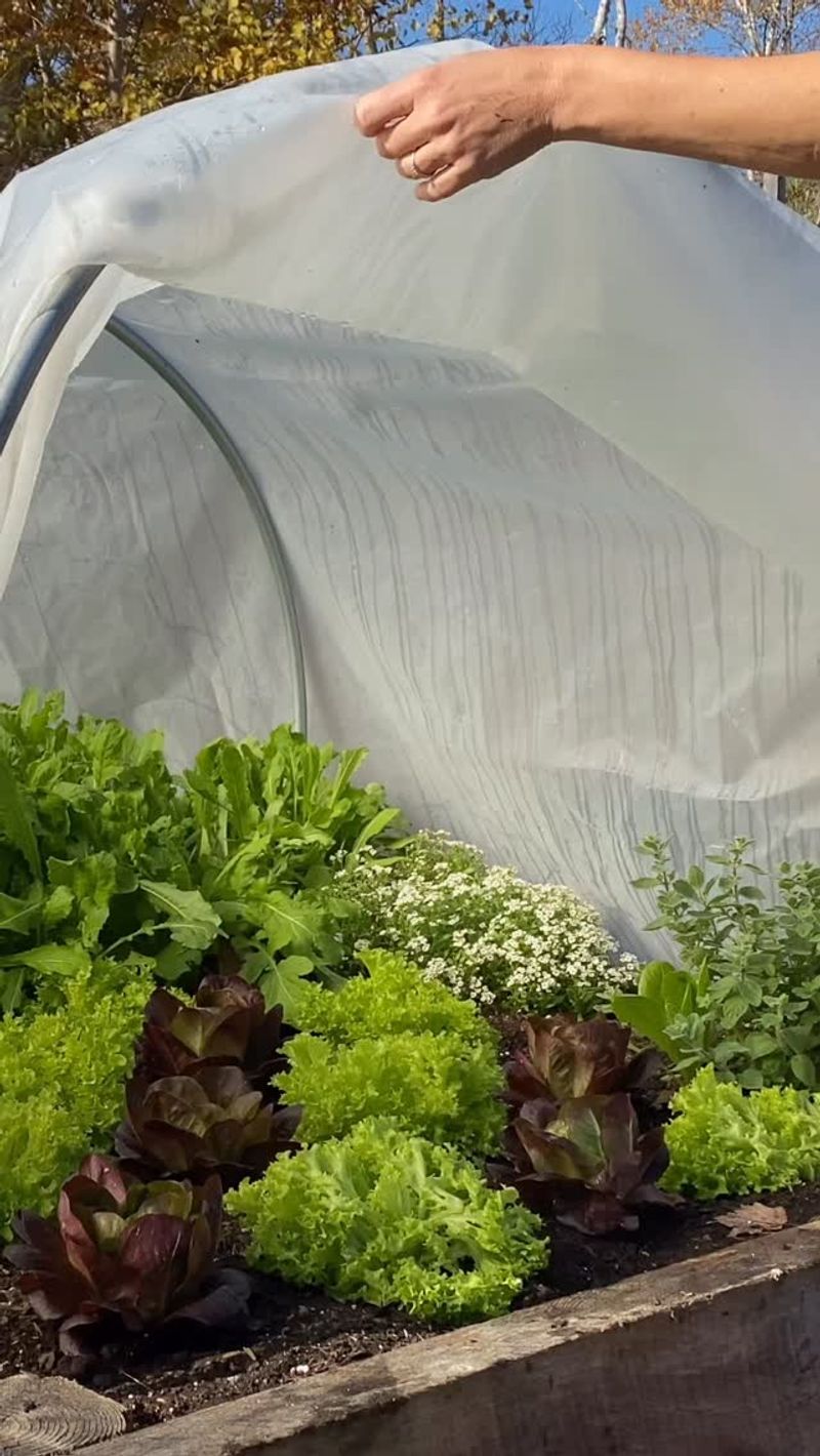 Row Cover, Mulch, And Stretching The Season Further