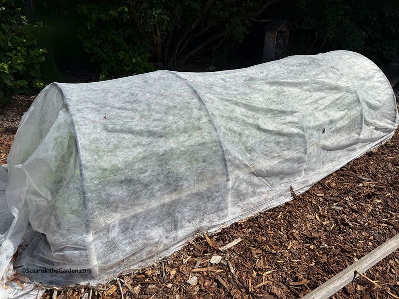 Row Covers And A Longer Harvest Window Row Covers And A Longer Harvest Window