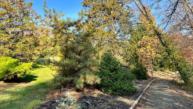 Rowe Arboretum Brings Autumn Color To Cincinnati’s East Side