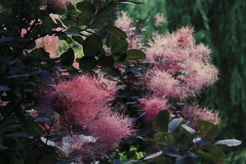 Royal Purple Smoke Bush For A Hazy Glow Royal Purple Smoke Bush For A Hazy Glow