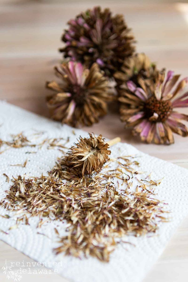 Rub Out and Clean the Dry Zinnia Seed