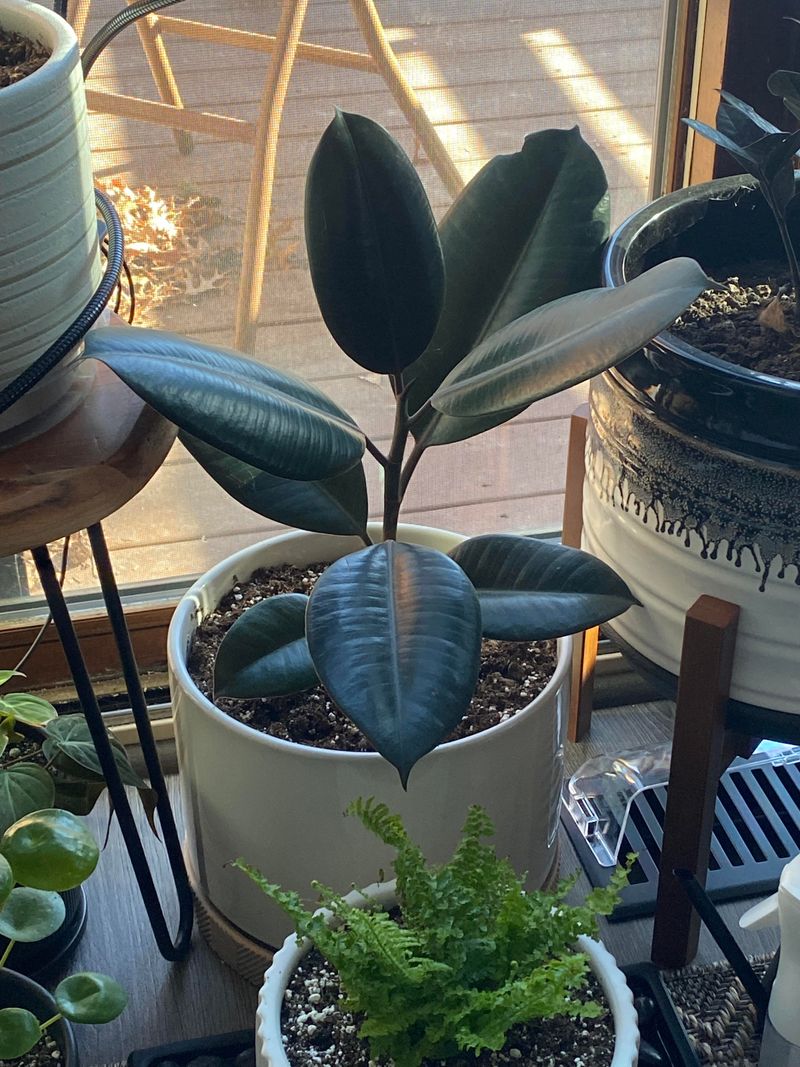 Rubber Plant