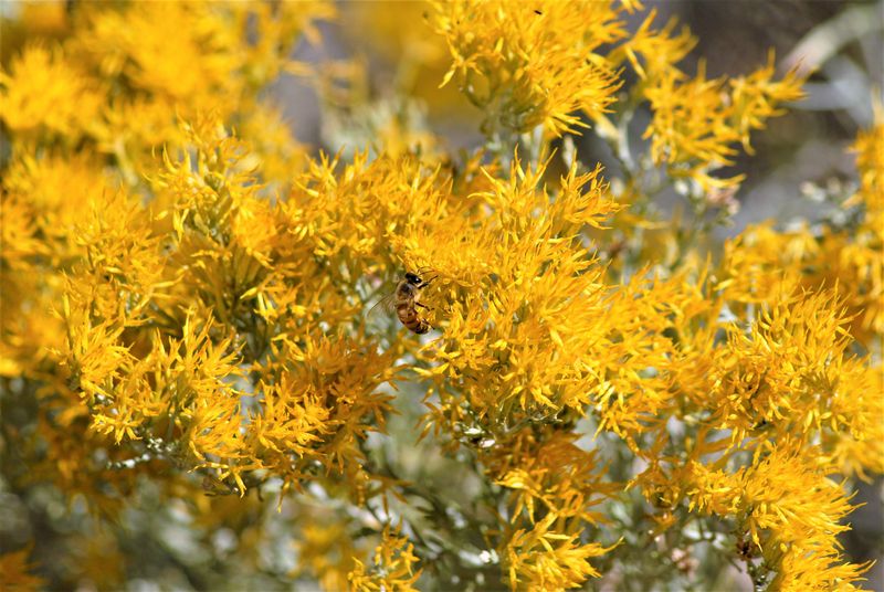 Rubber Rabbitbrush Is The Roadside Shrub With A Golden Secret Rubber Rabbitbrush Is The Roadside Shrub With A Golden Secret