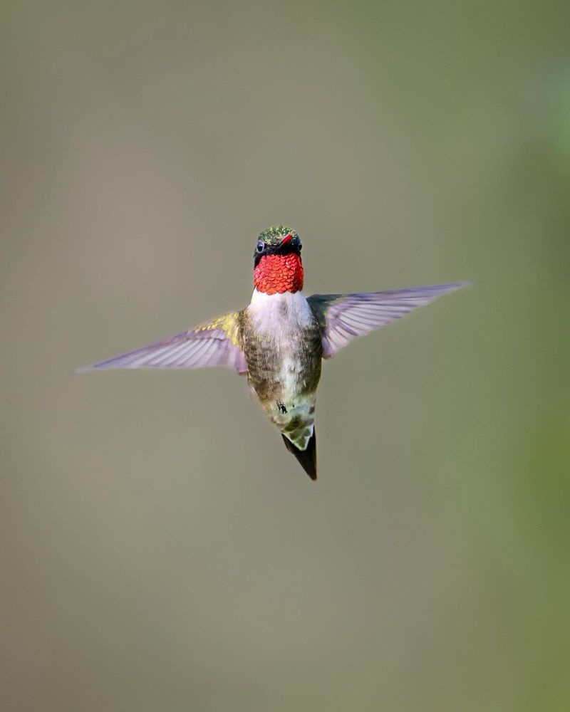 Ruby-Throated Hummingbird