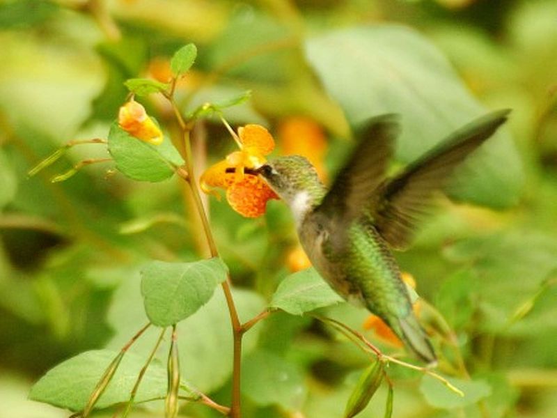 Ruby Throated Hummingbirds Visit The Tubular Flowers