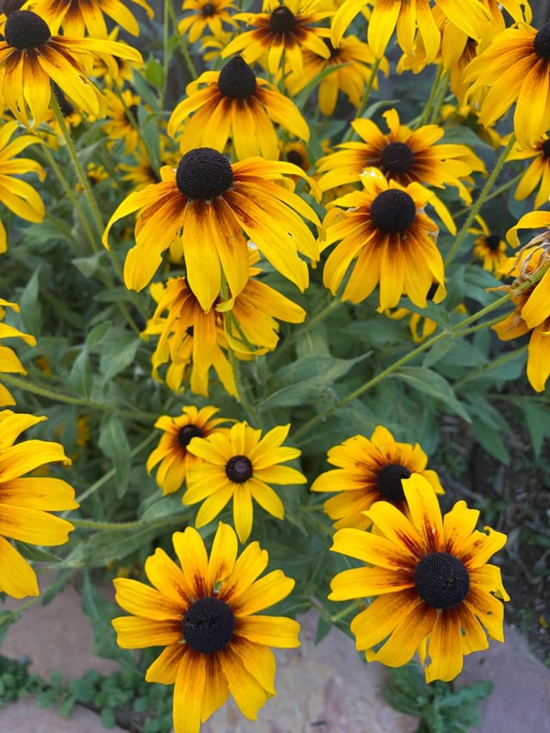 Rudbeckia Keeps Blooming As Days Shorten Rudbeckia Keeps Blooming As Days Shorten