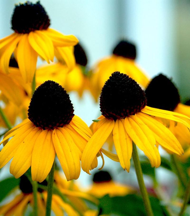Rudbeckia Keeps The Garden Looking Alive