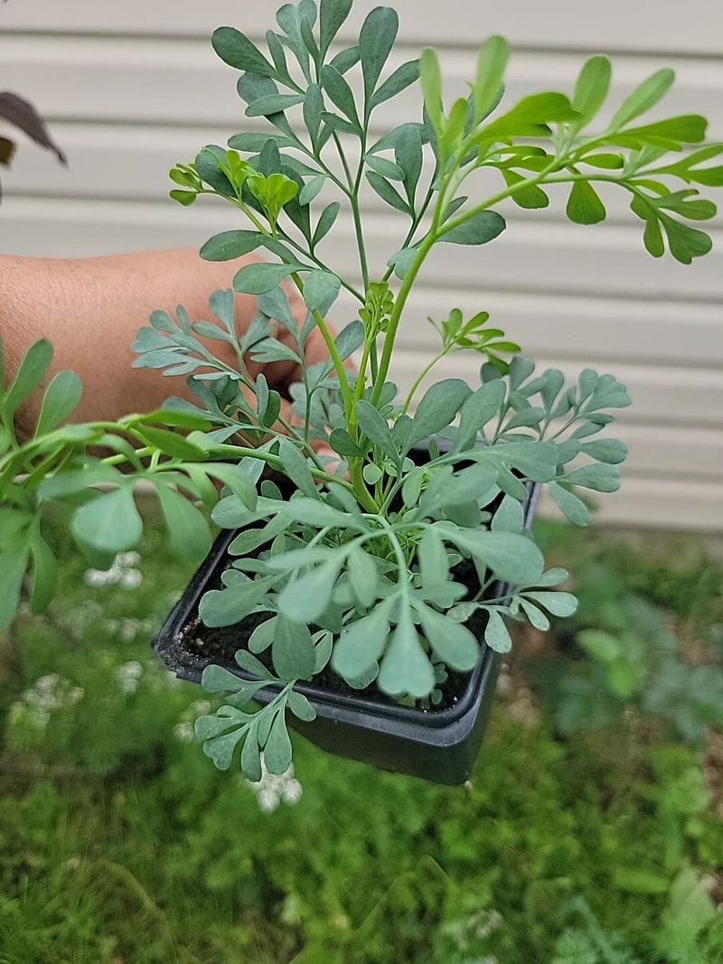 Rue Brings A Strong-Smelling Foliage Plant To The Patio