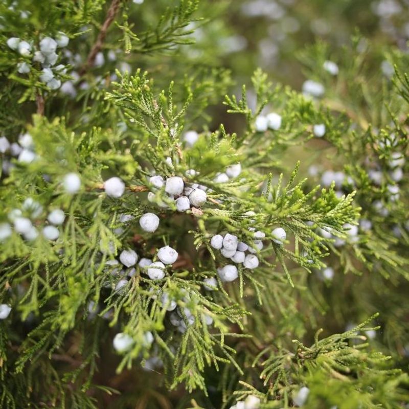 Rugged Eastern Red Cedar Rugged Eastern Red Cedar