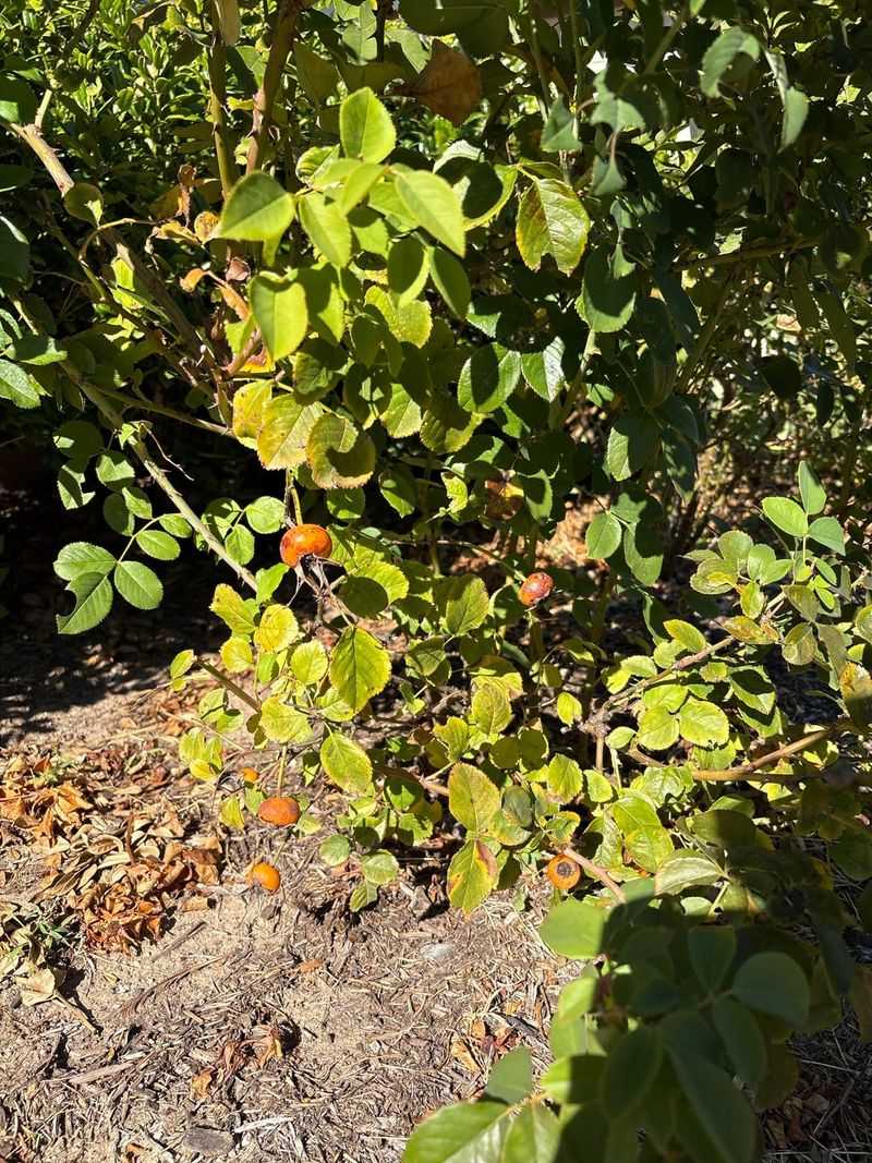 Rugosa Roses Handle Fall Conditions With Little Fuss Rugosa Roses Handle Fall Conditions With Little Fuss
