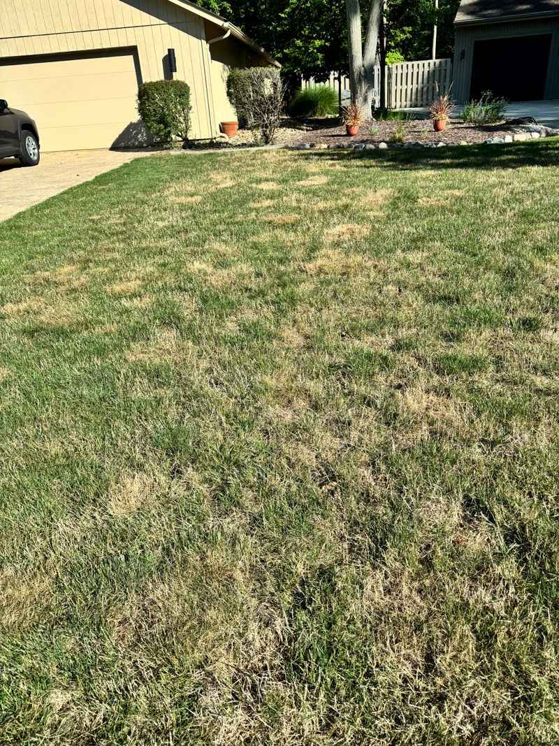 Rule Out Disease Before Blaming The Heat