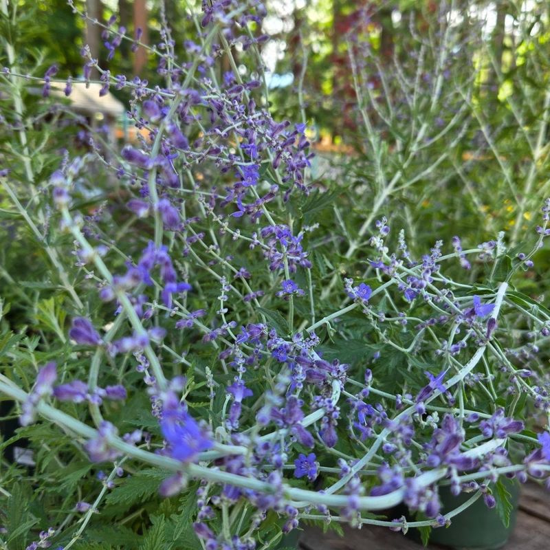 Russian Sage