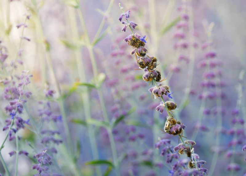 Russian Sage Shrugs Off Blazing Heat
