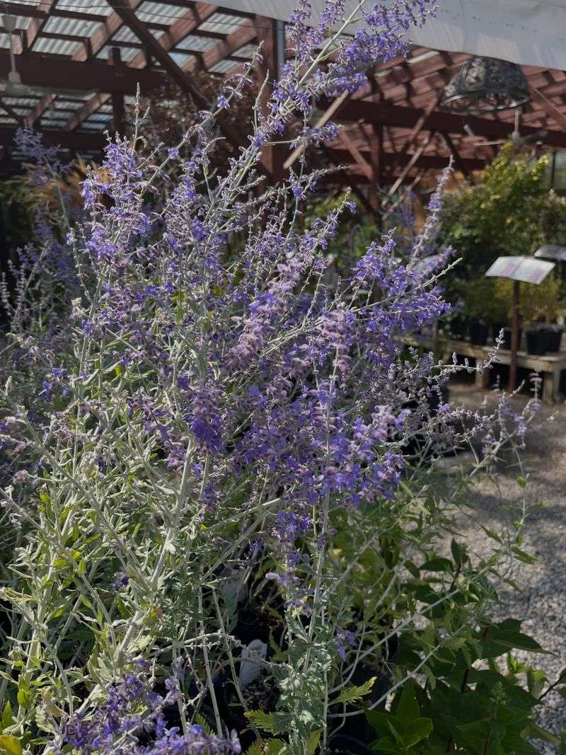 Russian Sage Stands Tall With Silvery Style Russian Sage Stands Tall With Silvery Style
