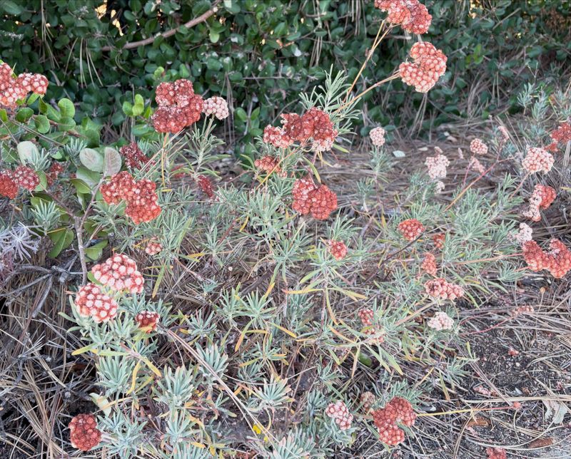 Rust Tones Still Suit A Fall Garden
