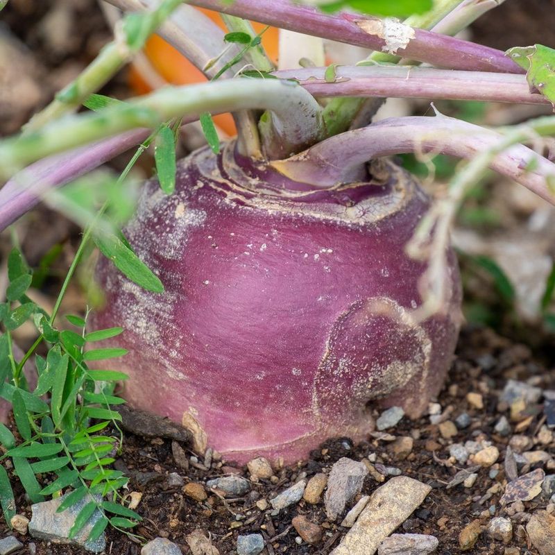 Rutabagas Need Extra Time To Develop Their Large Roots Rutabagas Need Extra Time To Develop Their Large Roots