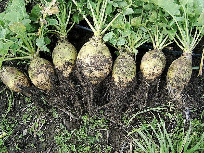 Rutabagas Turn Golden And Nutty After Cold Snaps
