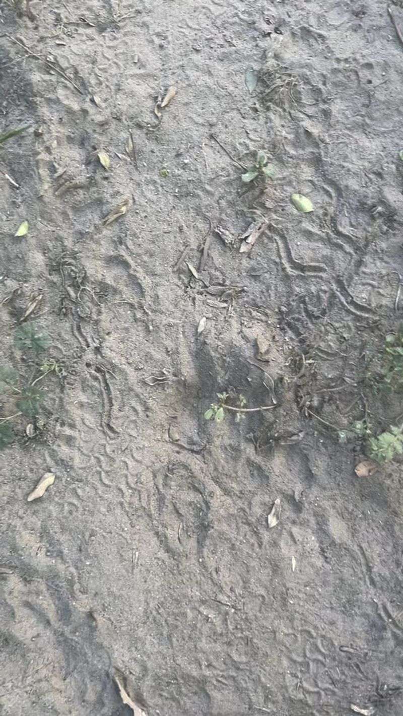 S-Shaped Tracks In Dust Or Sand