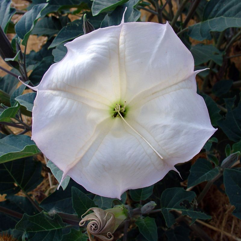 Sacred Datura (Datura wrightii) Sacred Datura (Datura wrightii)