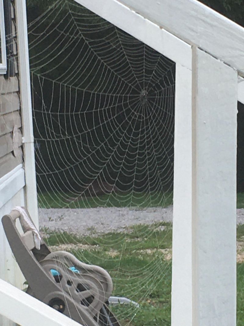Safe Cleanup For Doorways, Porches, And Garden Paths Safe Cleanup For Doorways, Porches, And Garden Paths