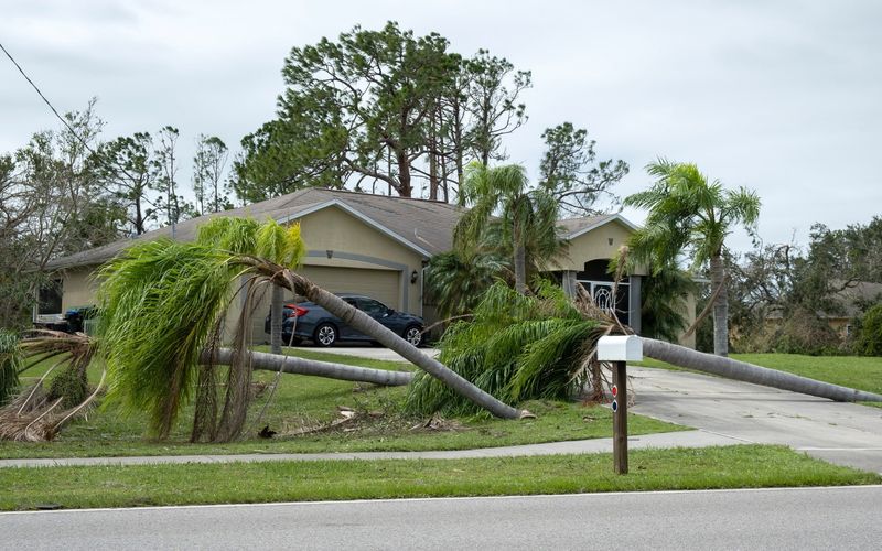 Safe Debris Removal That Protects The Crown Safe Debris Removal That Protects The Crown