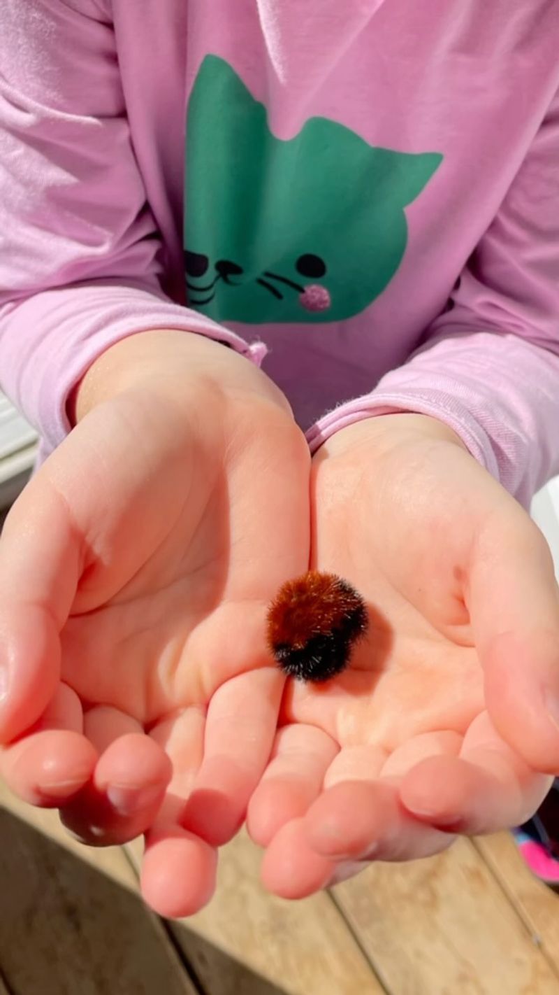 Safe Handling Of Bristly Backyard Visitors Safe Handling Of Bristly Backyard Visitors