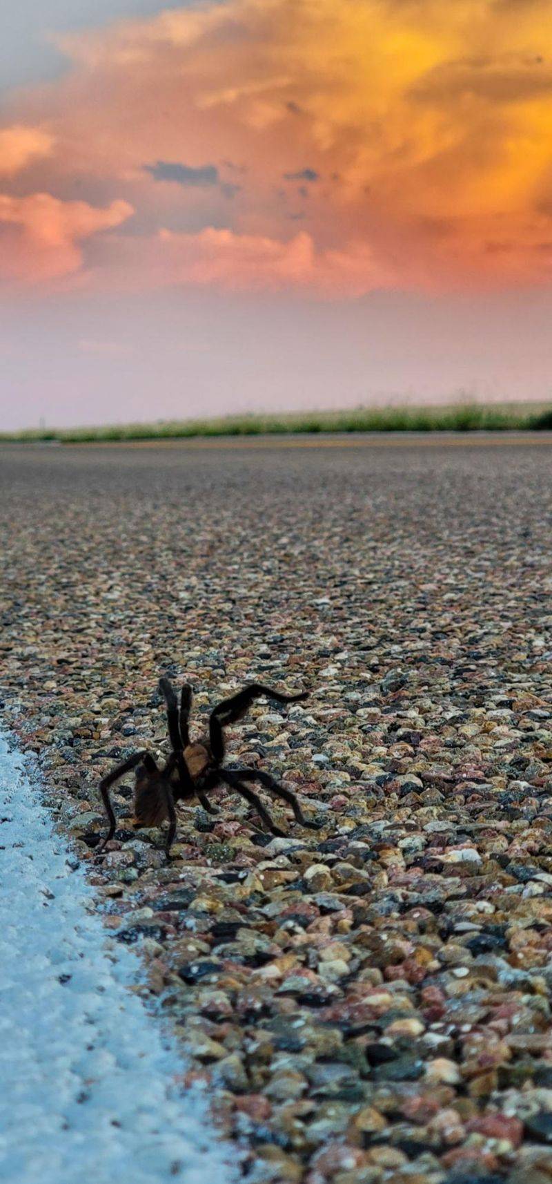 Safe Moves For A Road Encounter Safe Moves For A Road Encounter