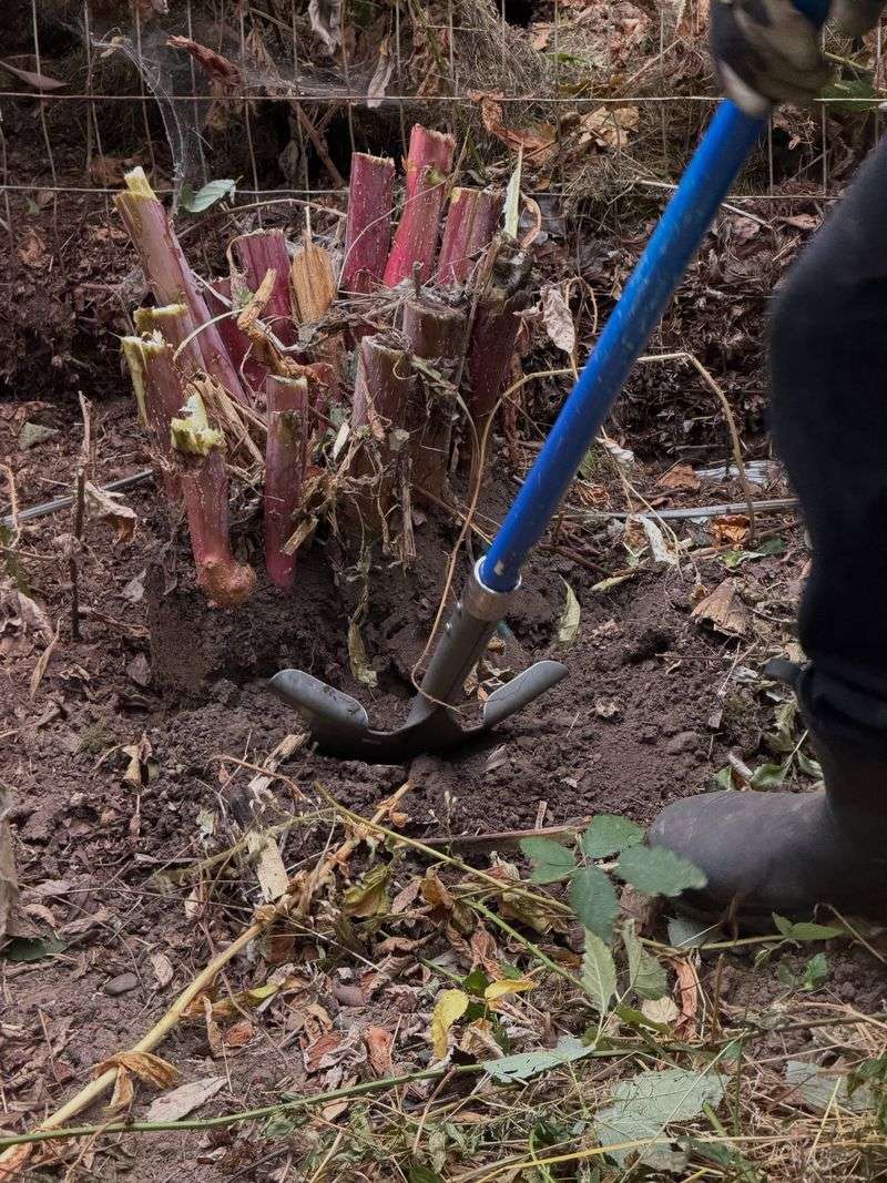 Safe Removal Of The Deep Root