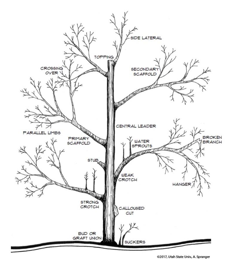 Safe pruning matters more than winning the fence-line argument