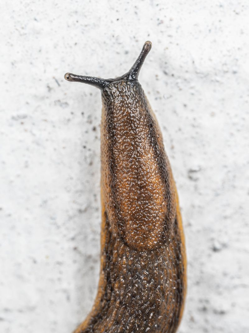 Safer Baits And Helpful Garden Allies