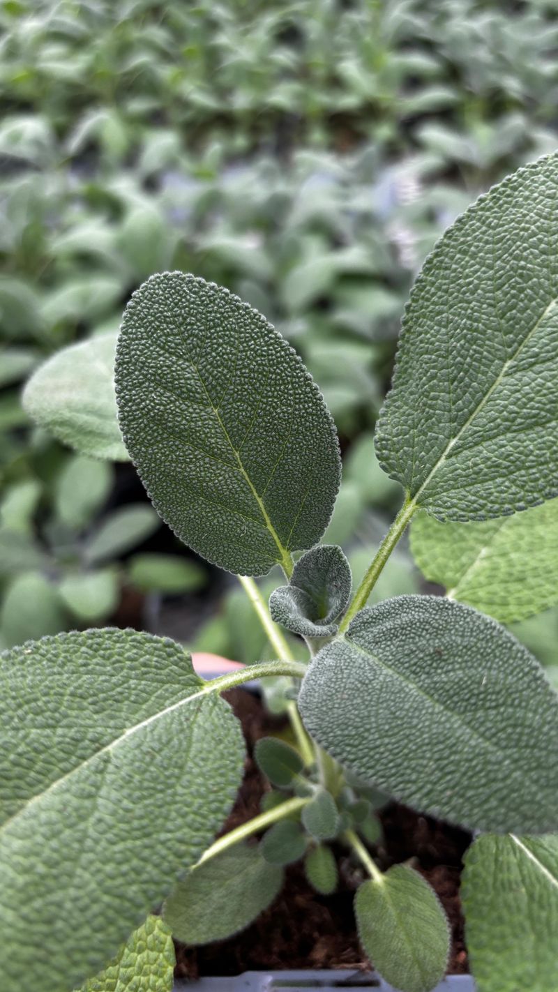 Sage Brings Strong Aromatic Oils