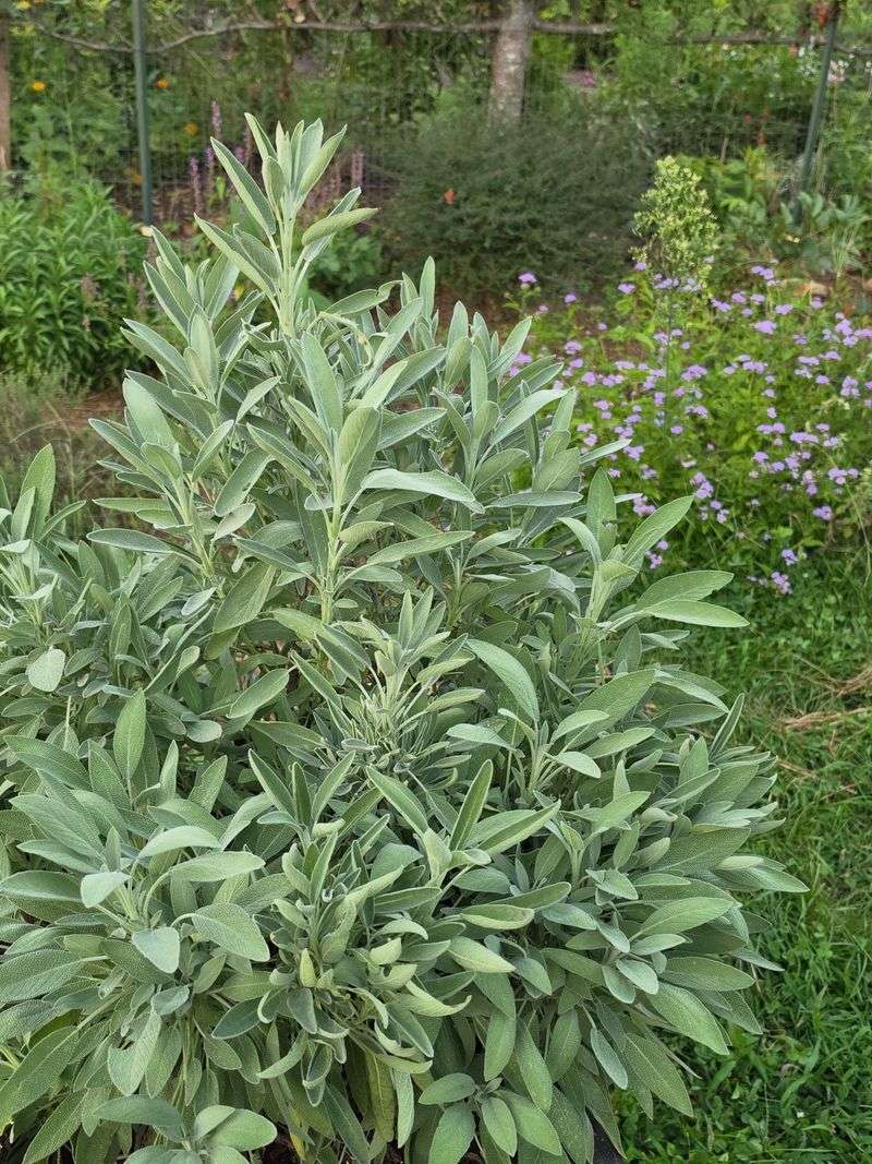 Sage Can Add An Aromatic Barrier
