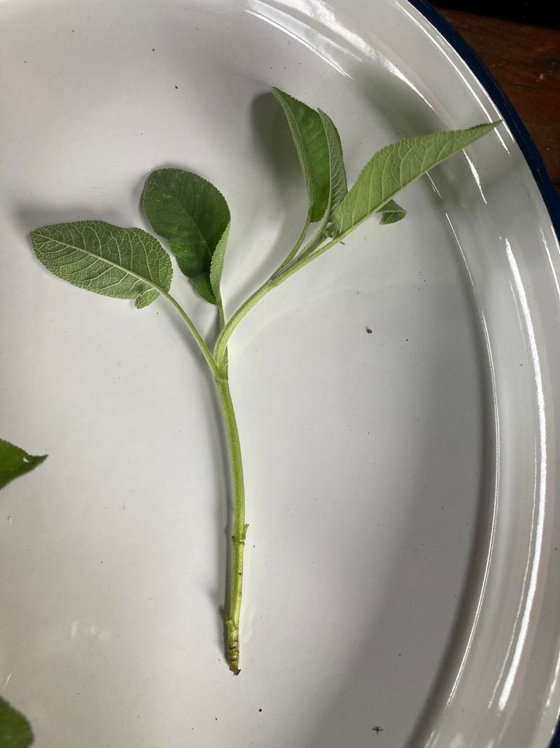 Sage Gives You Another Plant From One Stem