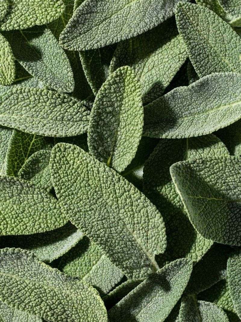 Sage Is A Classic Fall Kitchen Herb
