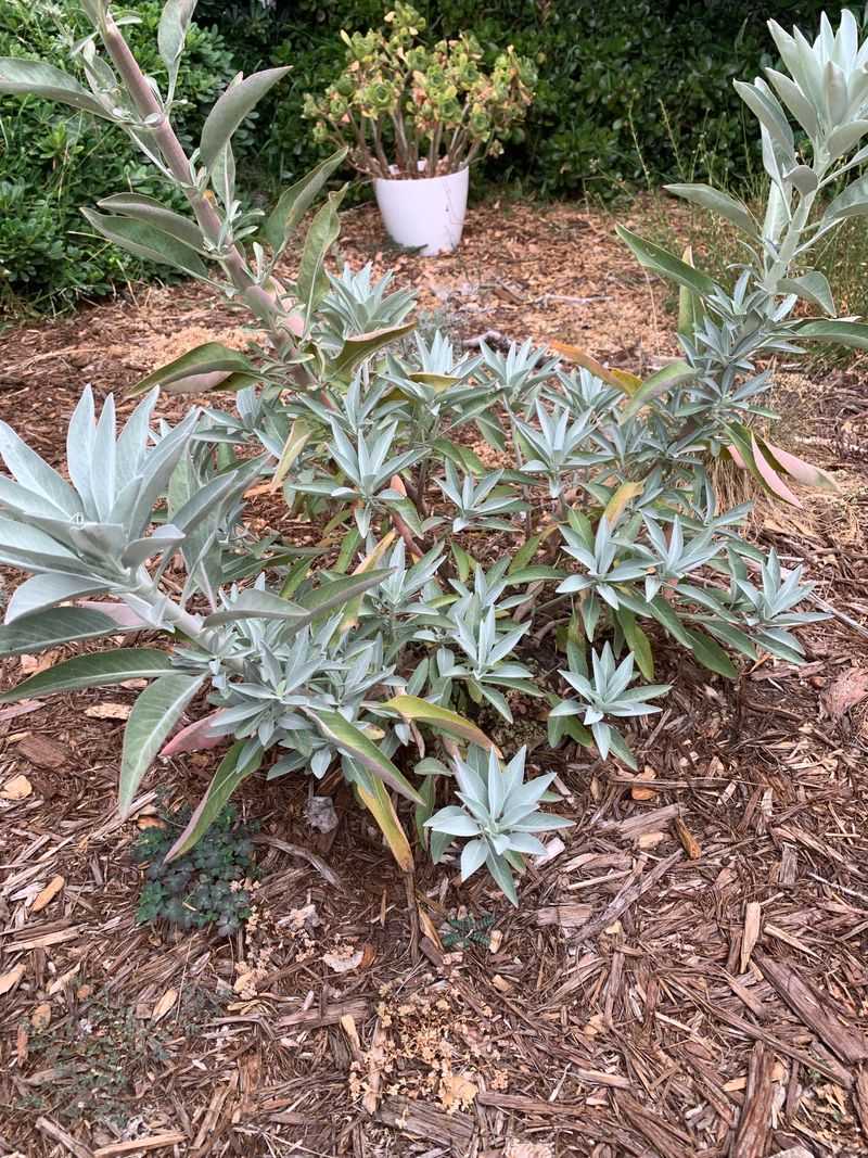 Sage Rewards Minimal Fall Care