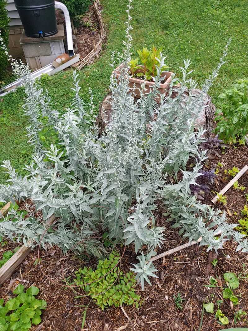 Sage Rewards Minimal Fall Care