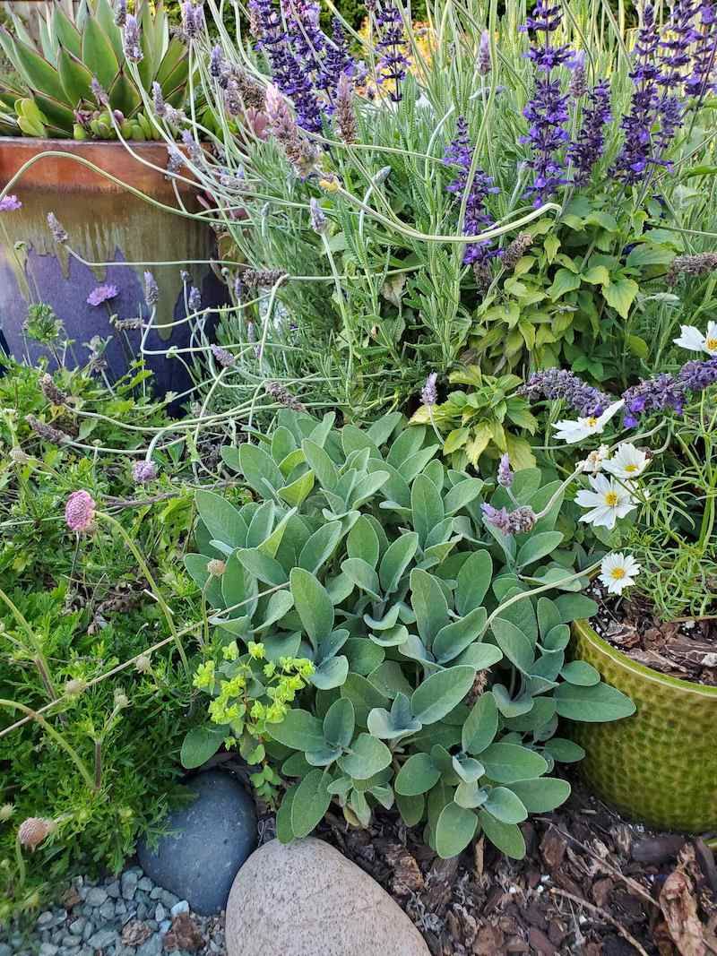 Sage, Rosemary, And Lavender