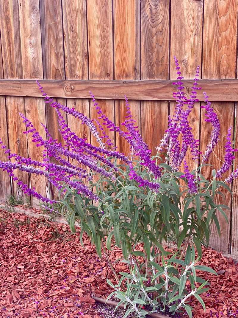 Sage Sours The Vine's Good Mood Sage Sours The Vine's Good Mood