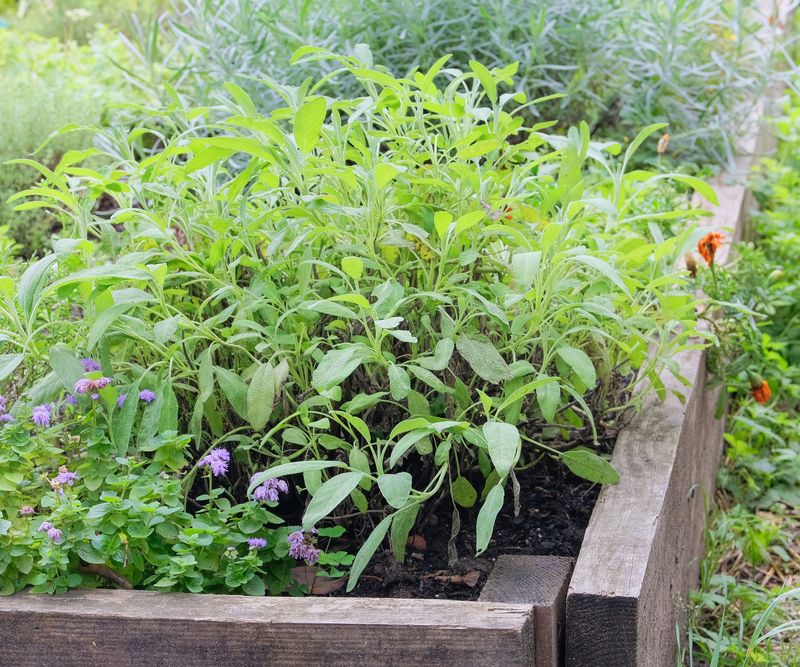 Sage Thrives In Sunny North Carolina Gardens