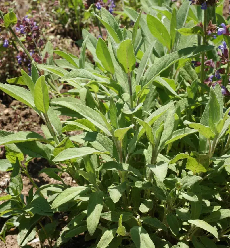 Sage Sage