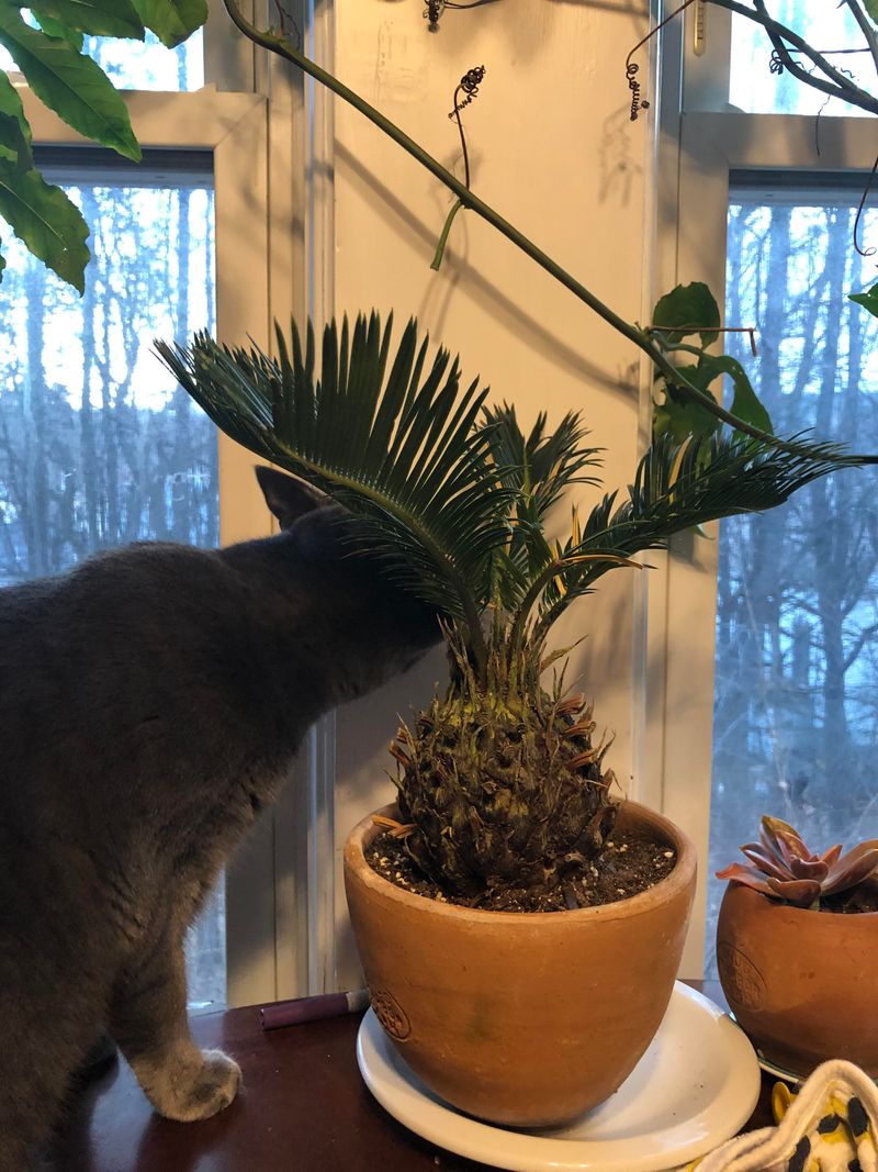 Sago Palm, A Hazard Hiding In Many Sunrooms Sago Palm, A Hazard Hiding In Many Sunrooms