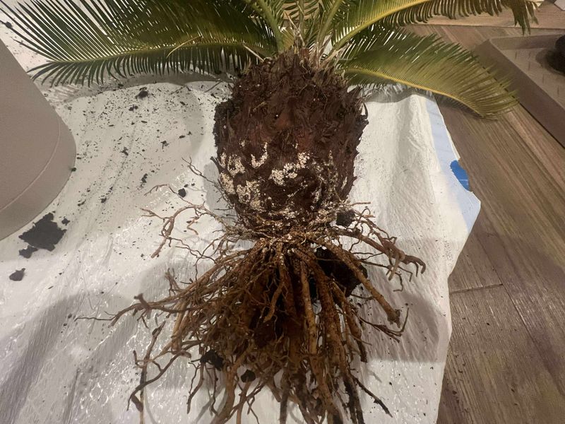 Sago Palm Shows Stress When Poor Drainage Chokes The Root Zone