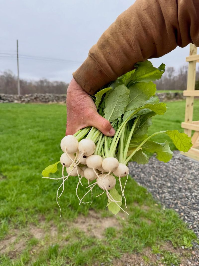Salad Turnips