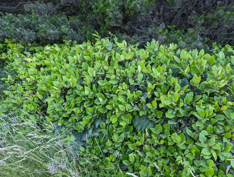 Salal