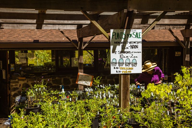 Sale And Nursery Rules Versus Existing Shrubs Sale And Nursery Rules Versus Existing Shrubs