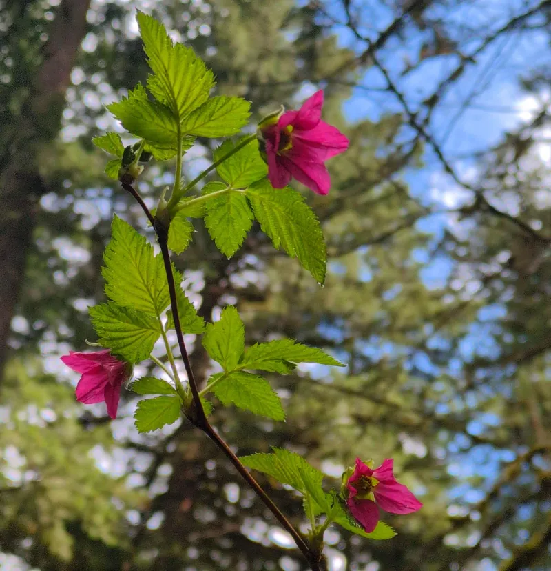 Salmonberry Loves Oregon's Wet Ground Salmonberry Loves Oregon's Wet Ground