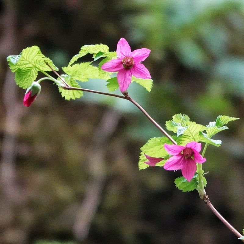 Salmonberry