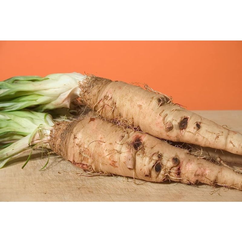 Salsify in Wisconsin