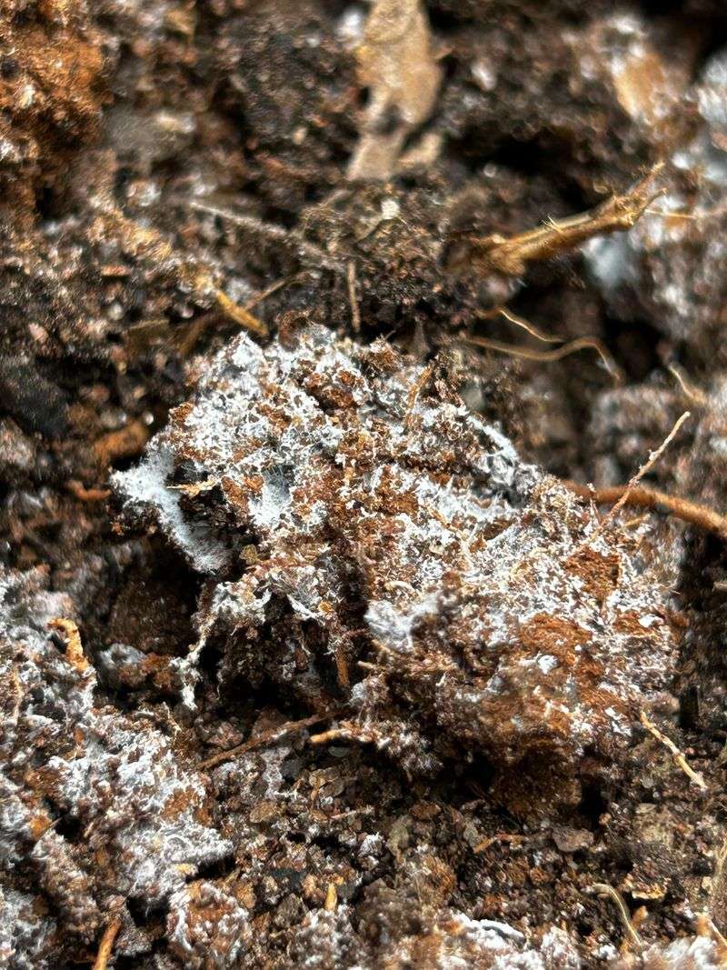 Salt Crust Looks Similar, But Forms Differently Salt Crust Looks Similar, But Forms Differently
